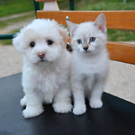 Kittens and Puppies