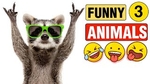 Funny animal clips for animal Lovers