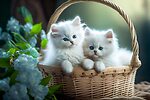 White cats