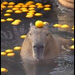 Capybaravids