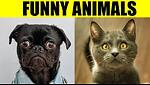 Funny animals video all time