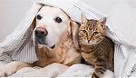 Cats&dogs0001