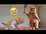 funny animal videos 2023