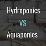 Aquaponics Hydroponics Akuaponik Hidroponik