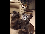 Chihuahua Love with Simba and Coco