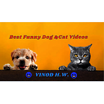 Best Funny Cat & Dog Videos🤣VINOD🤣