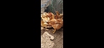 Raising chickens in Morocco