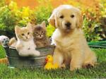 Cute pets