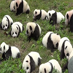 cute panda video