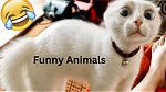 Funny Animal Videos 2023