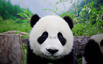 Happy and cute panda