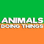 Animals Doing Things