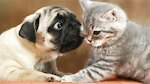 Cats & Pugs cute movies