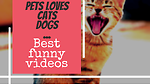 Best of Pets funny videos