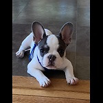 Dixie Belle the French Bulldog