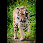 Tiger's fight for survival in forest