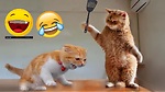 animalfunnyvideo