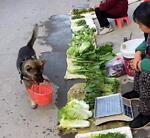 dog buy vegetables