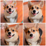 CorgiTV