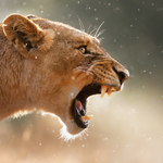 Lioness Arising