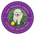 Sun Prairie Farms Golden Retrievers