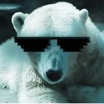 WhiteBear2