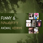 Funny & Naughty Animal