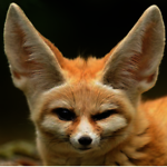 FENNEC