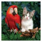 Cats & Parrot for fun