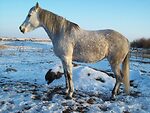 Horsemanship and Training