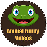 Animals funny animals animals dog animals Cat all funny animals