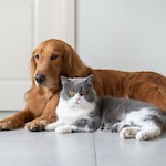 Dog And cats Entertaintment daily