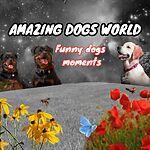 funny dogs videos