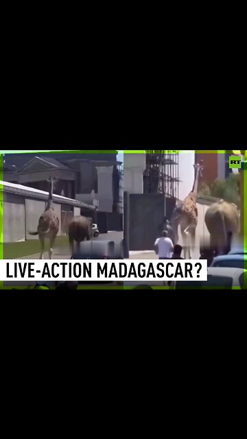 Giraffe and elephant attempt to flee Italian film studio