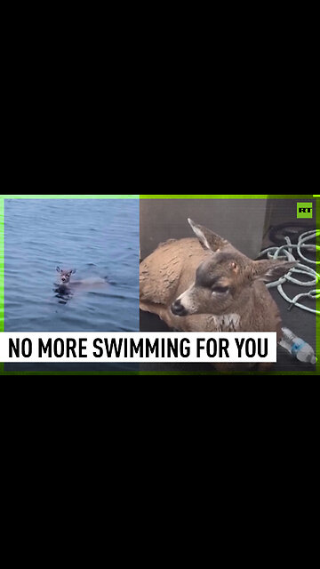 Alaskan wildlife troopers rescue deer stuck in cold waters