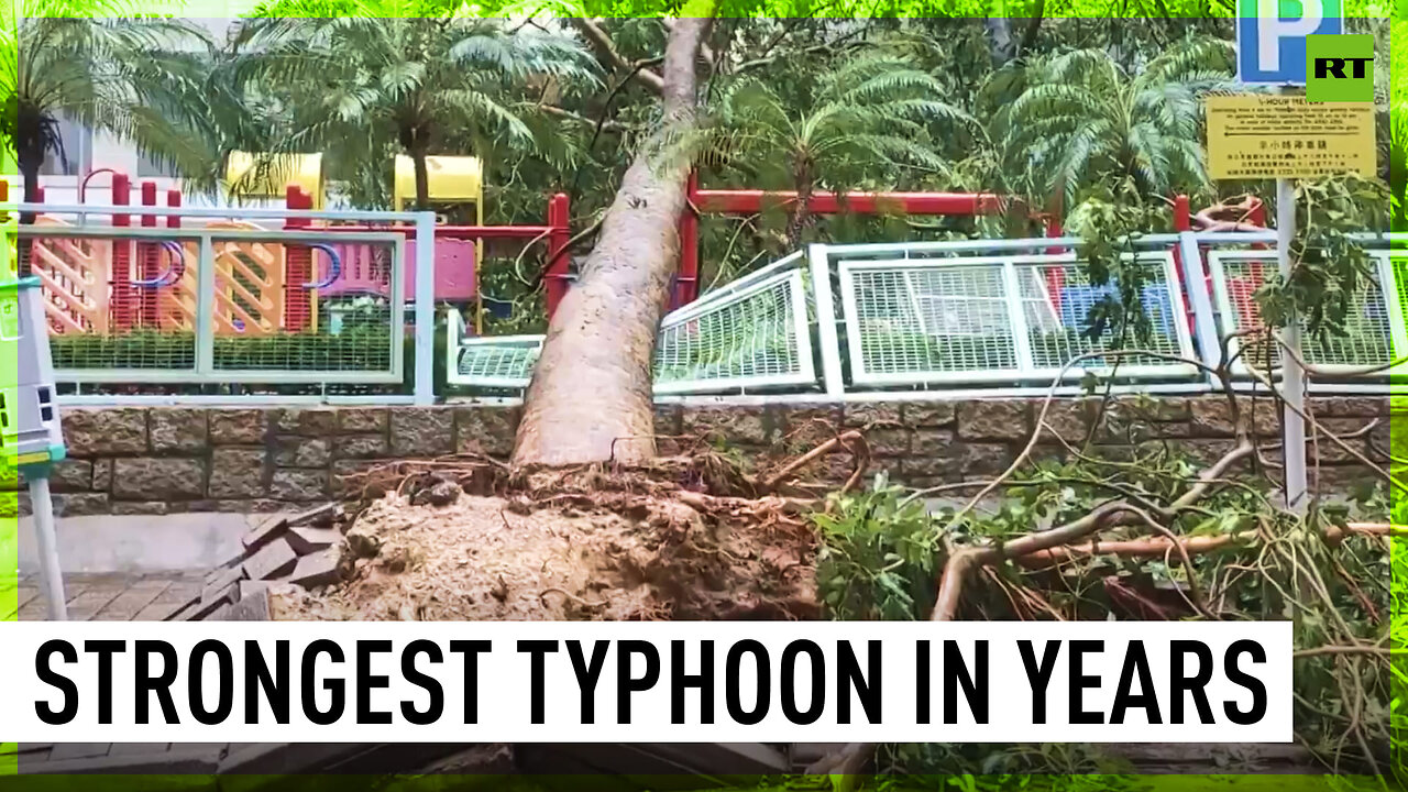 Typhoon Saola uproots trees across Hong Kong