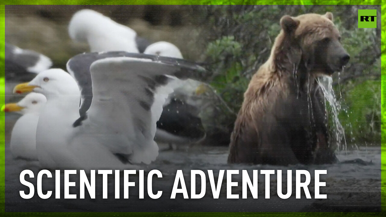 Russian ornithologists on final leg of Far Eastern waterfowl expedition