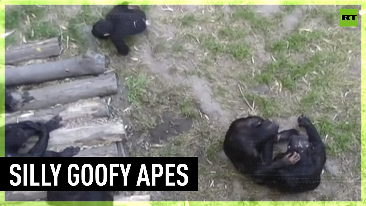Apes like to tease each other like humans – new study