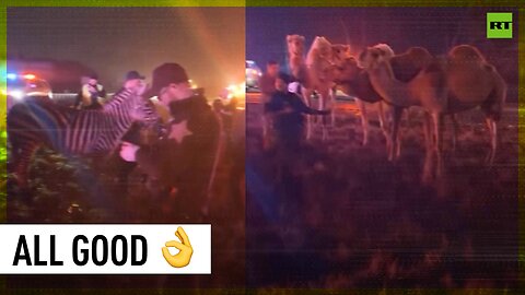 Circus truck catches fire in Indiana, animals are safe and sound