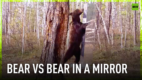 Bear picks fight with its own reflection