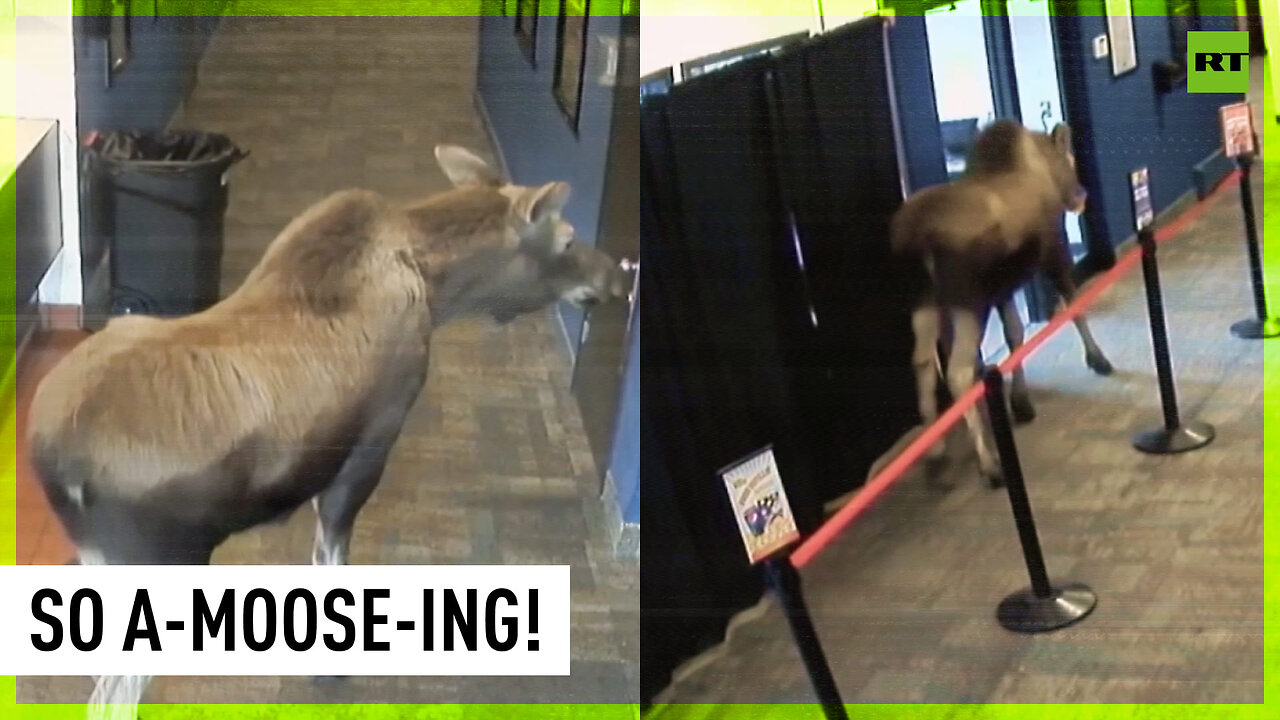 Moose on the Loose: Elk swings by Alaska movie theater, munches popcorn