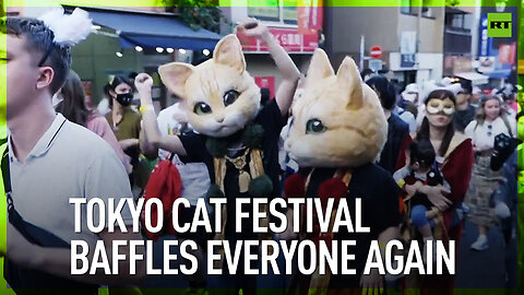 Tokyo cat festival baffles everyone again