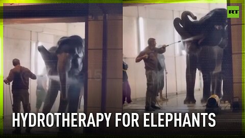Circus elephants enjoy spa day at Russian car wash
