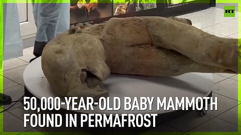 50,000-year-old baby mammoth found in permafrost