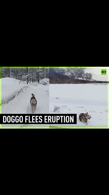 Good boi & owner flee Shiveluch eruption