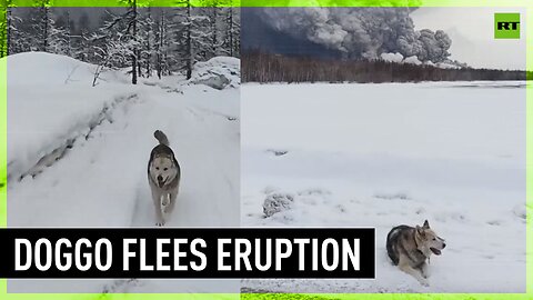 Good boi & owner flee Shiveluch eruption