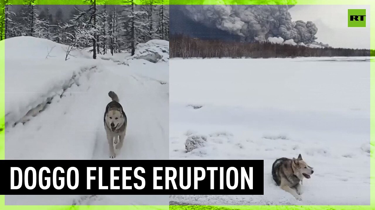 Good boi & owner flee Shiveluch eruption