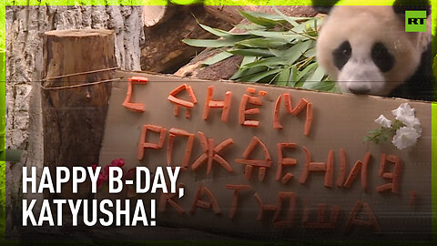 Panda cub Katyusha turns one!