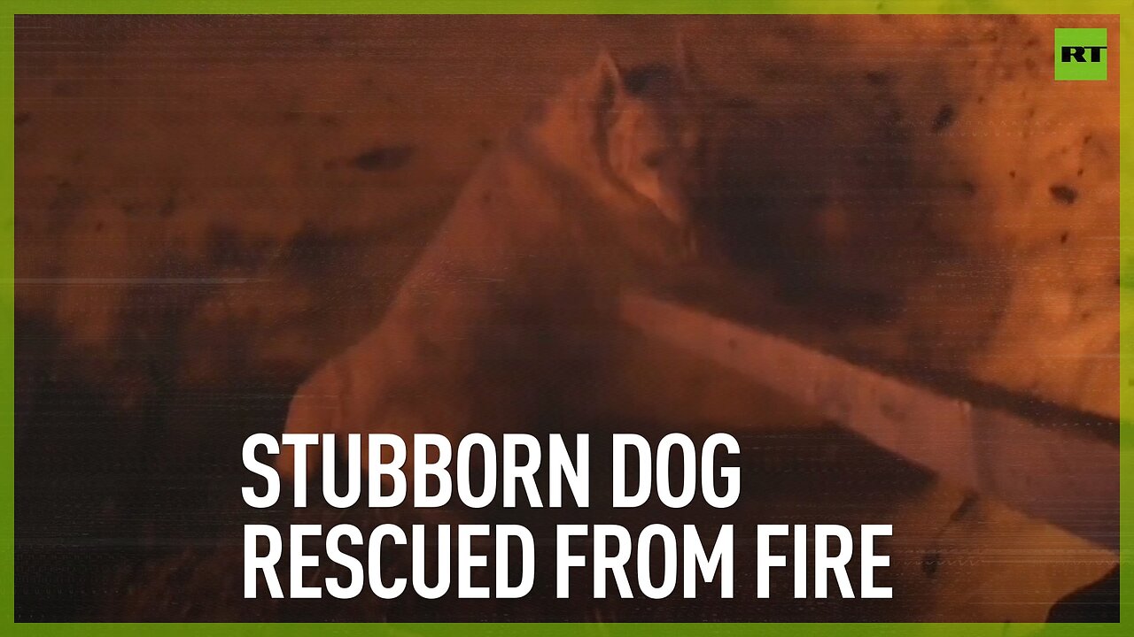 Stubborn dog rescued from fire