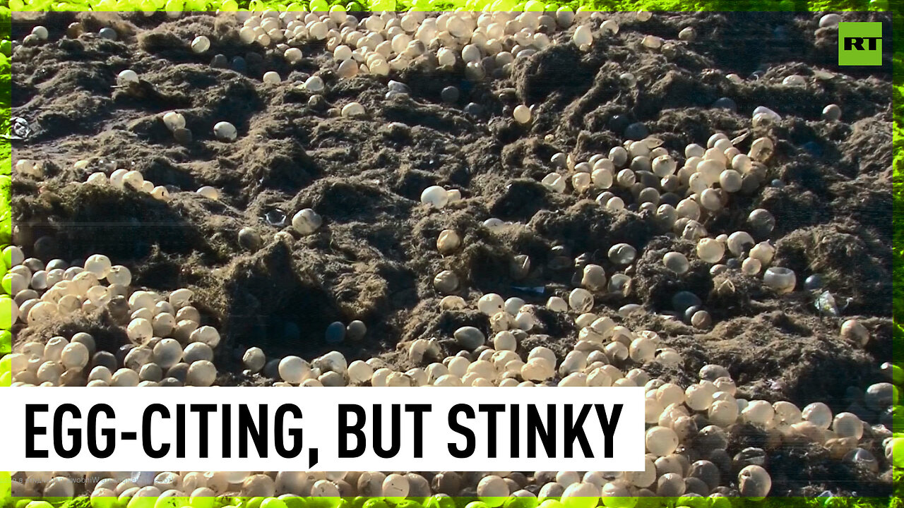 Thousands of transparent eggs washed ashore in Argentina